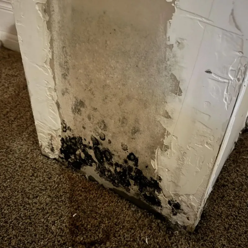 Professional Mold Removal in Friendswood, TX